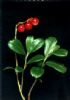 Lingonberry  Extract(Anthocyanidins)